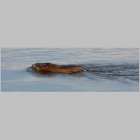 Nutria_2414.jpg