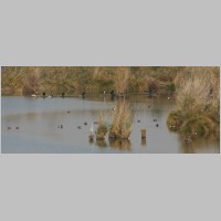 2008_10_19_10_59_36_Graureiher_Kormorane_Enten.jpg