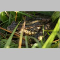 2008_10_19_11_22_53_Grasfrosch.jpg