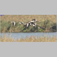 2008_10_19_11_42_17_Graugaense.jpg