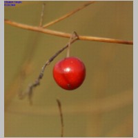 2008_10_19_11_52_49_Spargelfrucht.jpg
