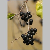 2008_10_19_12_25_19_Kreuzdornfruechte.jpg