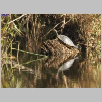 2008_10_19_12_44_33_Rotwangen-Schmuckschildkroete.jpg