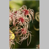 2008_10_19_14_52_58_Waldrebenfruechte.jpg