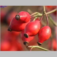 2008_10_19_14_57_21_Hagebutten.jpg
