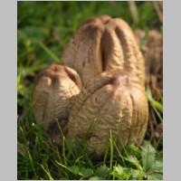 2008_10_19_15_01_10_Pilz.jpg