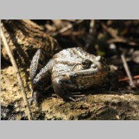 2011_04_10_11_09_40_9824_Seefrosch.jpg
