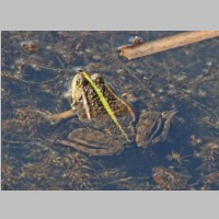 2011_04_10_11_30_46_9832_Seefrosch.jpg