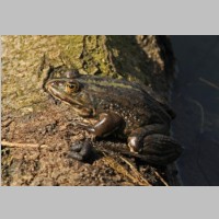 2011_04_10_11_32_12_9840_Seefrosch_bearbeitet-1.jpg