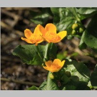 2011_04_10_11_34_31_9844_Sumpfdotterblume.jpg