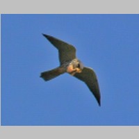 2011_04_10_14_29_31_9860_Baumfalke.jpg