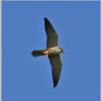 2011_04_10_14_29_32_9861_Baumfalke.jpg