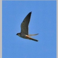 2011_04_10_14_29_43_9876_Baumfalke.jpg