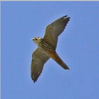 2011_04_10_14_31_03_9941_Baumfalke.jpg
